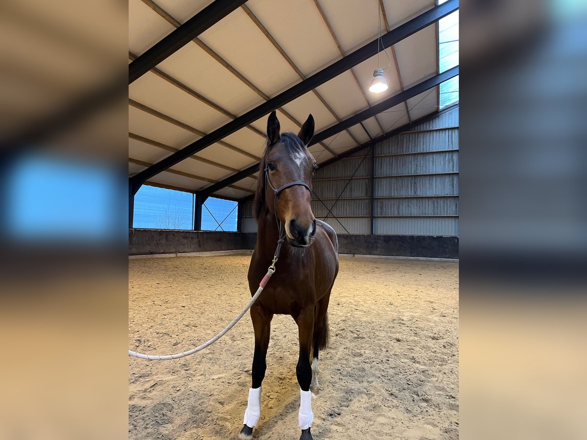 KWPN Jument 3 Ans 163 cm Bai brun in Surhuizum