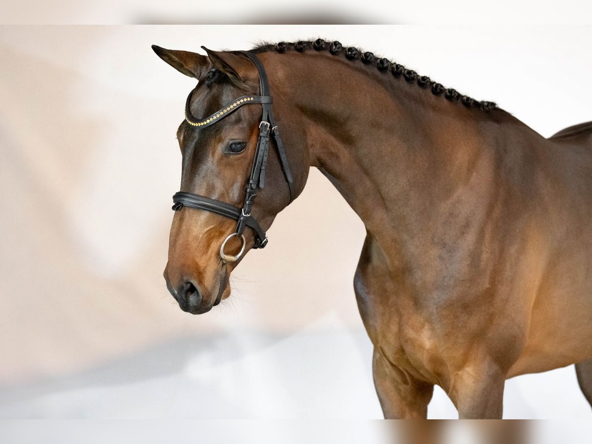 KWPN Jument 3 Ans 163 cm Bai in Heerde