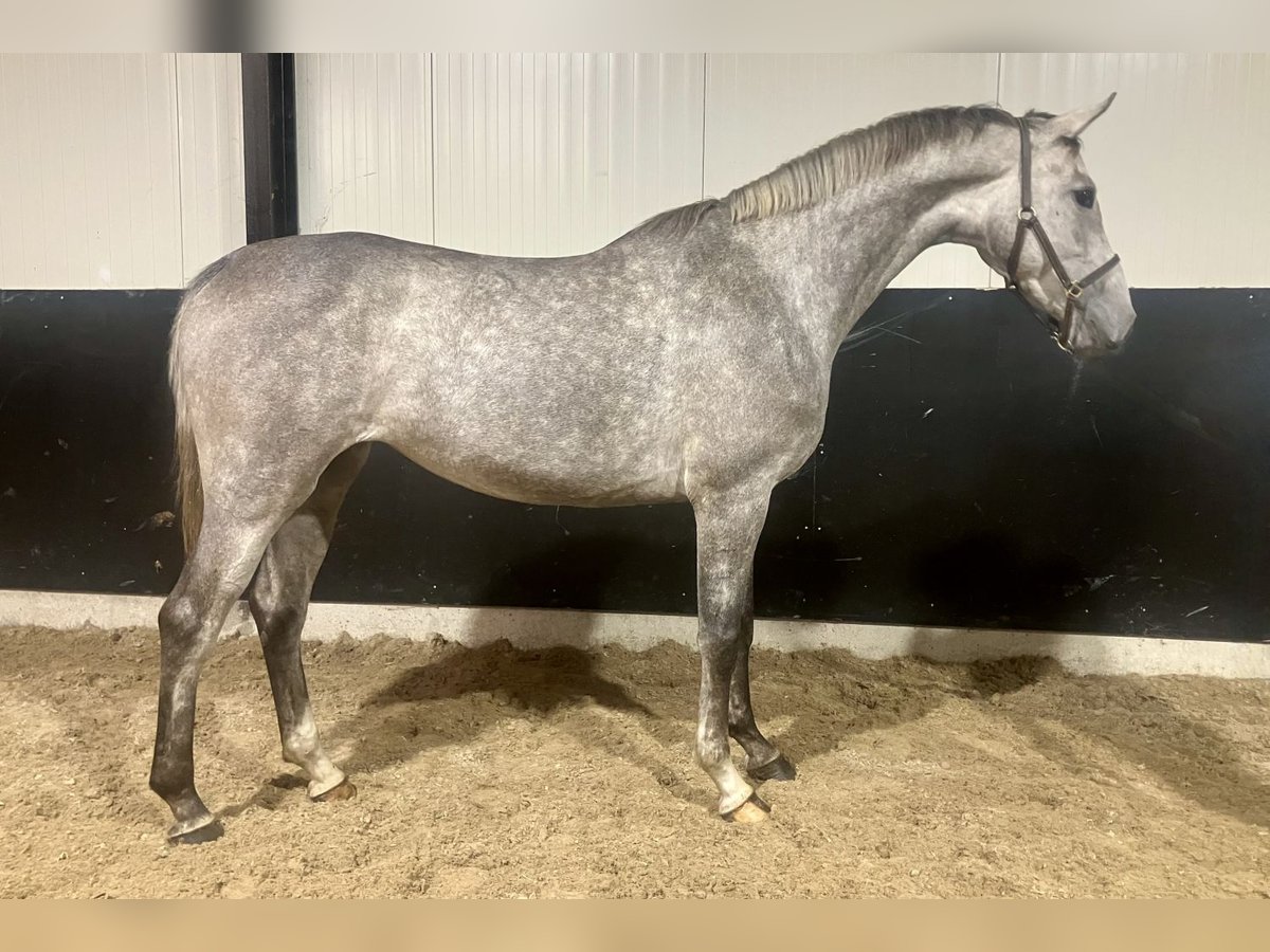 KWPN Jument 3 Ans 163 cm Gris in Bladel