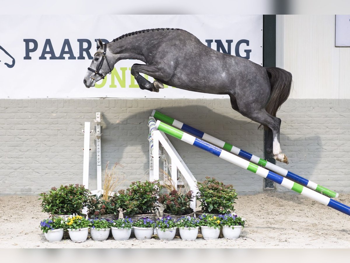 KWPN Jument 3 Ans 164 cm Gris in Heerde