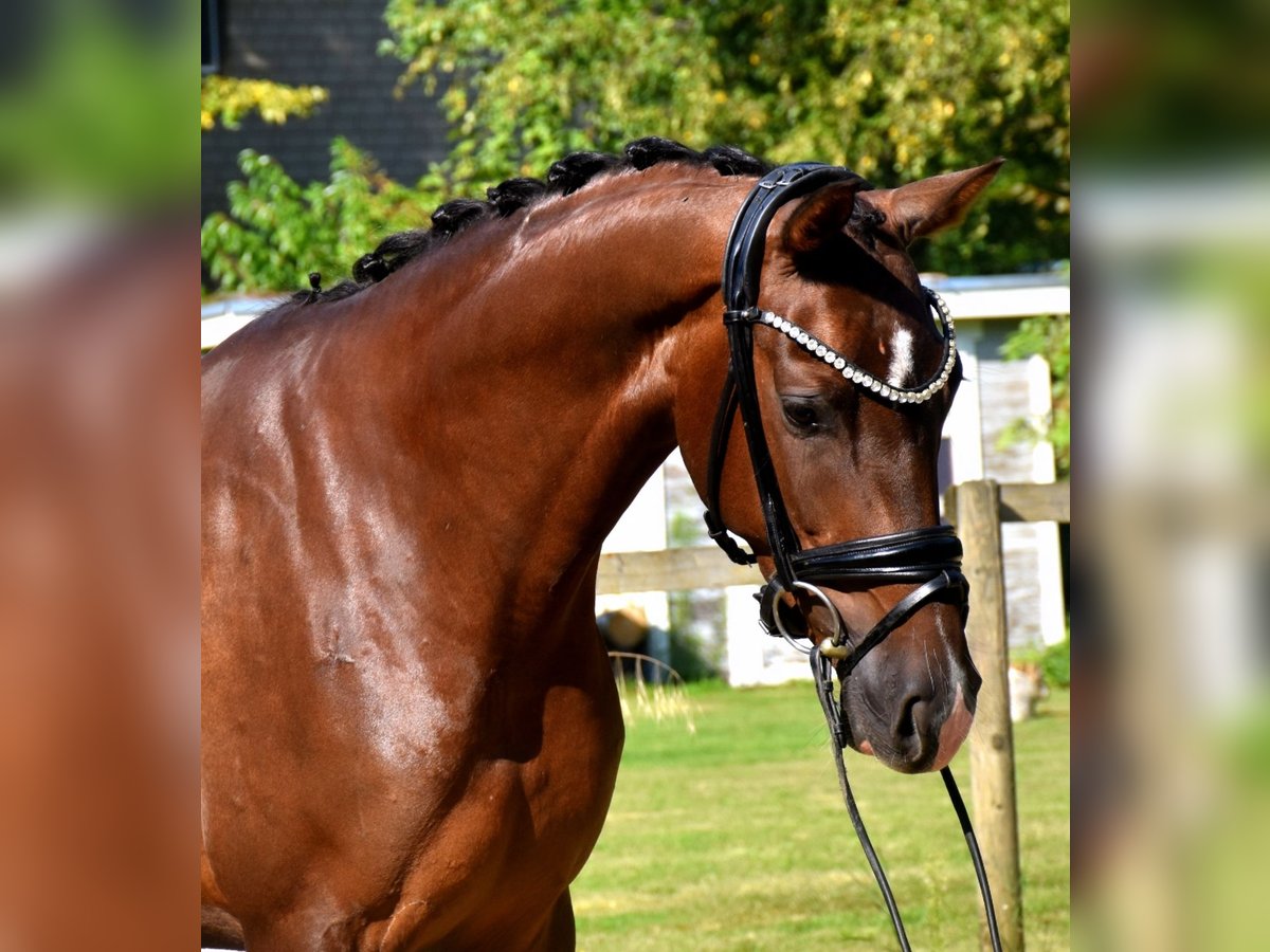 KWPN Jument 3 Ans 165 cm Alezan brûlé in Neuss