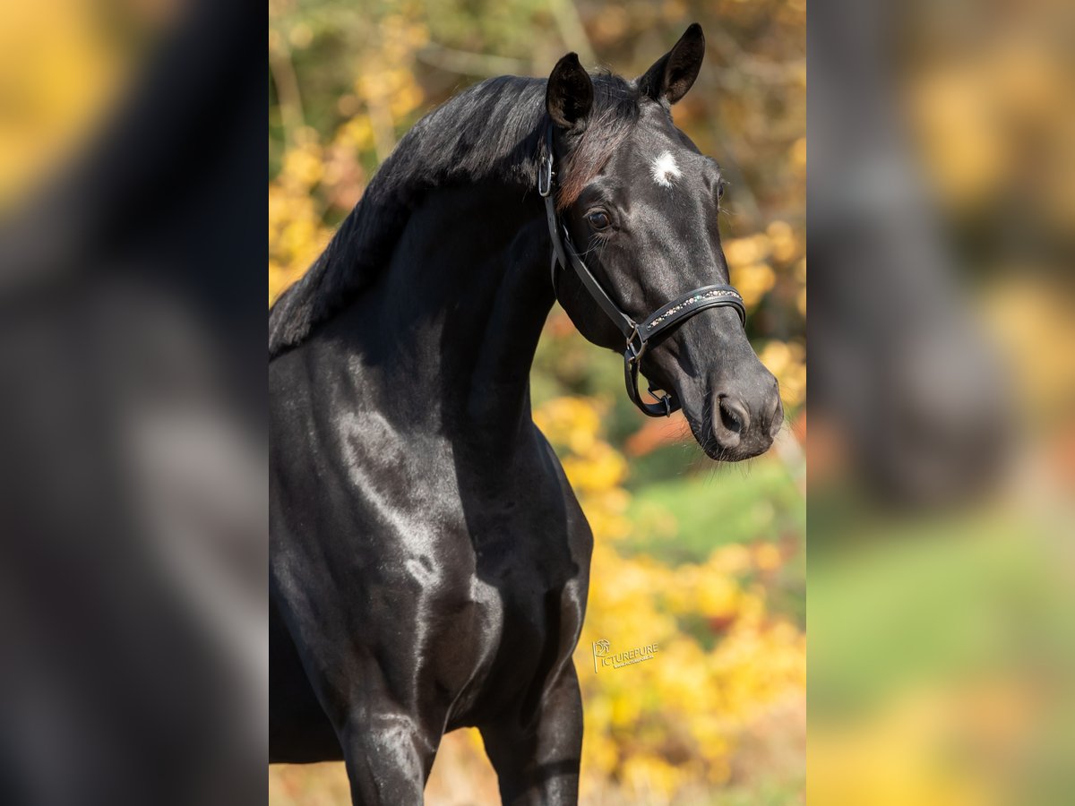 KWPN Jument 3 Ans 165 cm Noir in Peer