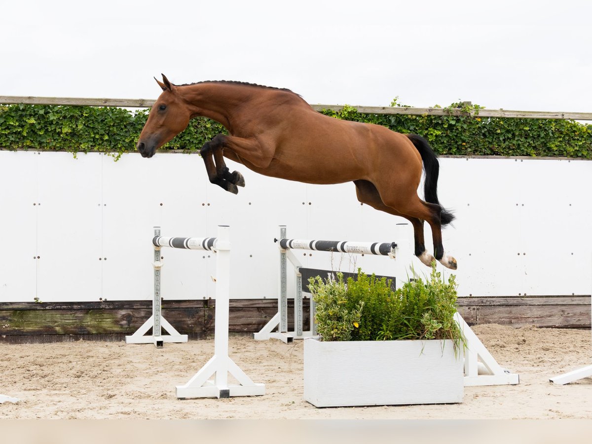 KWPN Jument 3 Ans 166 cm Bai in Waddinxveen KWPN Jument 3 Ans 166 cm Bai in Waddinxveen