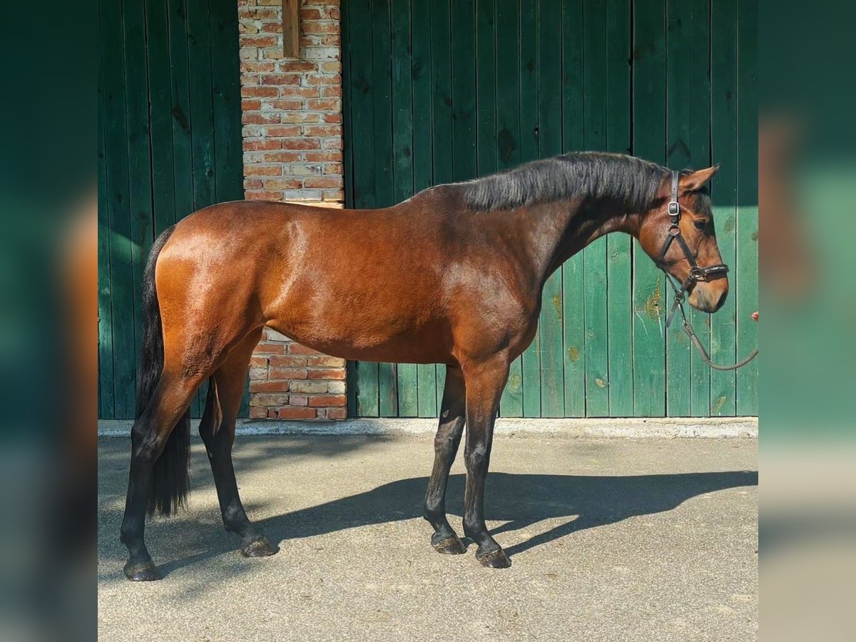 KWPN Jument 3 Ans 168 cm Bai in Murska Soboda