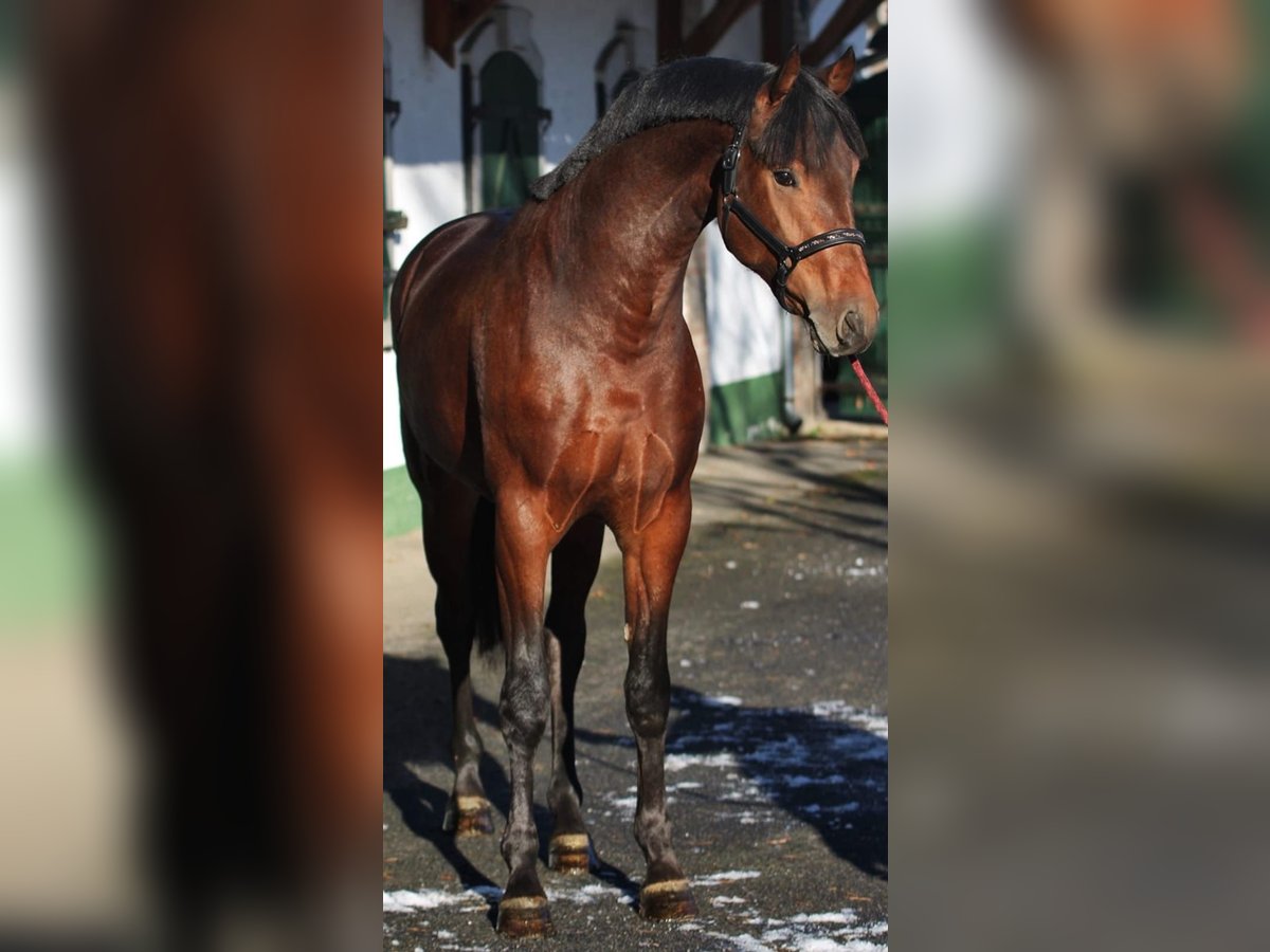 KWPN Jument 3 Ans 168 cm Bai in Murska Soboda