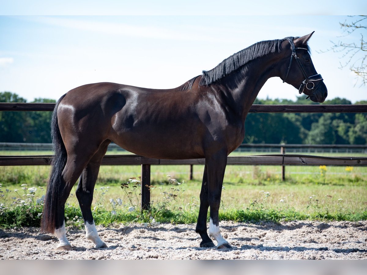 KWPN Jument 3 Ans 169 cm Noir in Voorthuizen