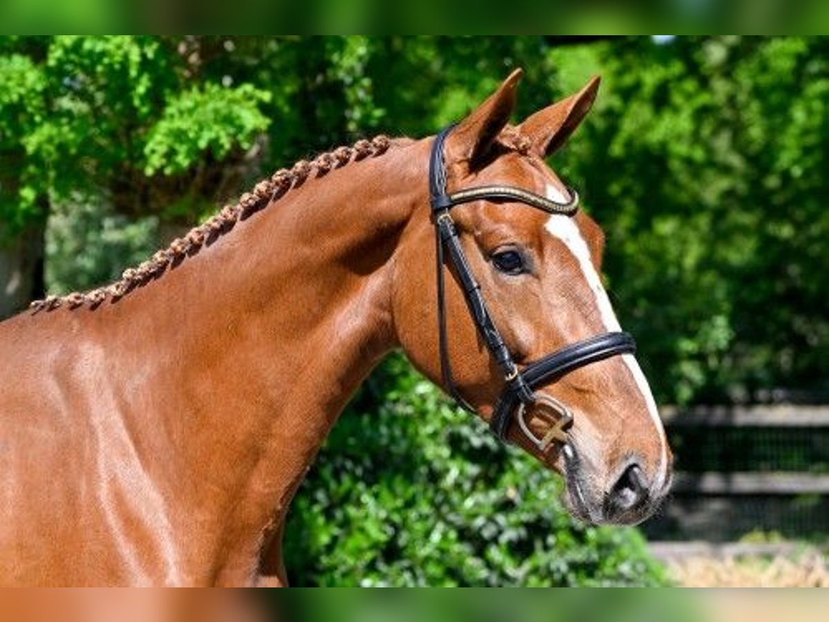 KWPN Jument 3 Ans Alezan brûlé in wk heerde