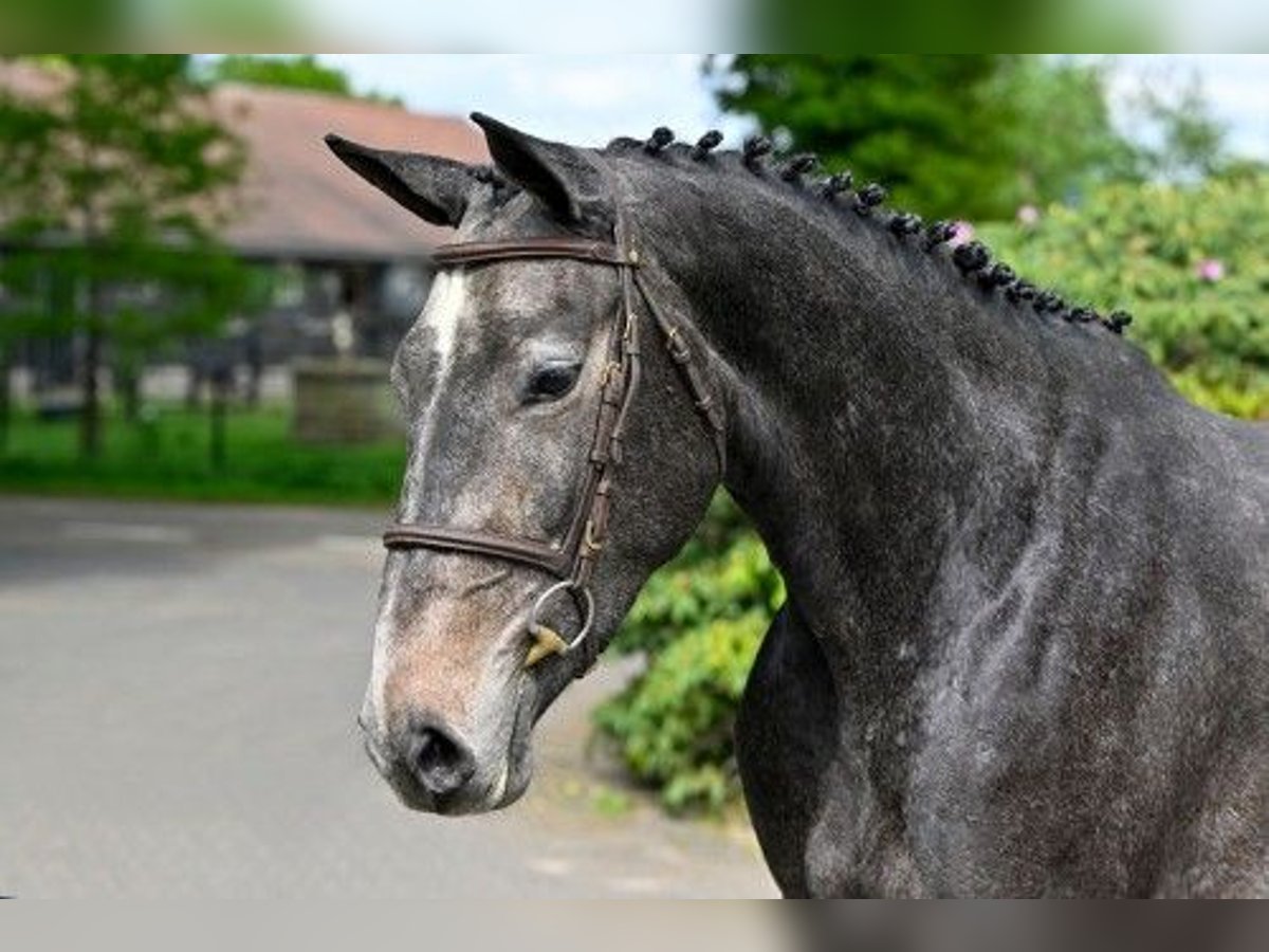KWPN Jument 3 Ans in Heerde