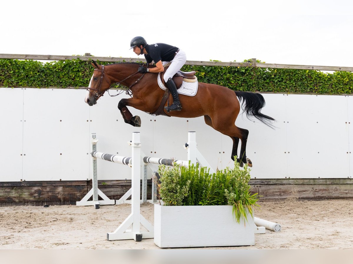 KWPN Jument 4 Ans 161 cm Bai in Waddinxveen