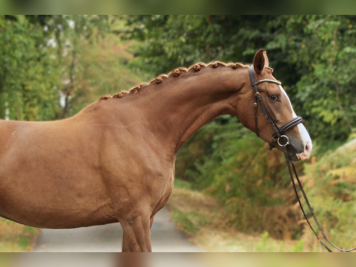 KWPN Jument 4 Ans 163 cm Alezan in Ch&#xE9;ronnac