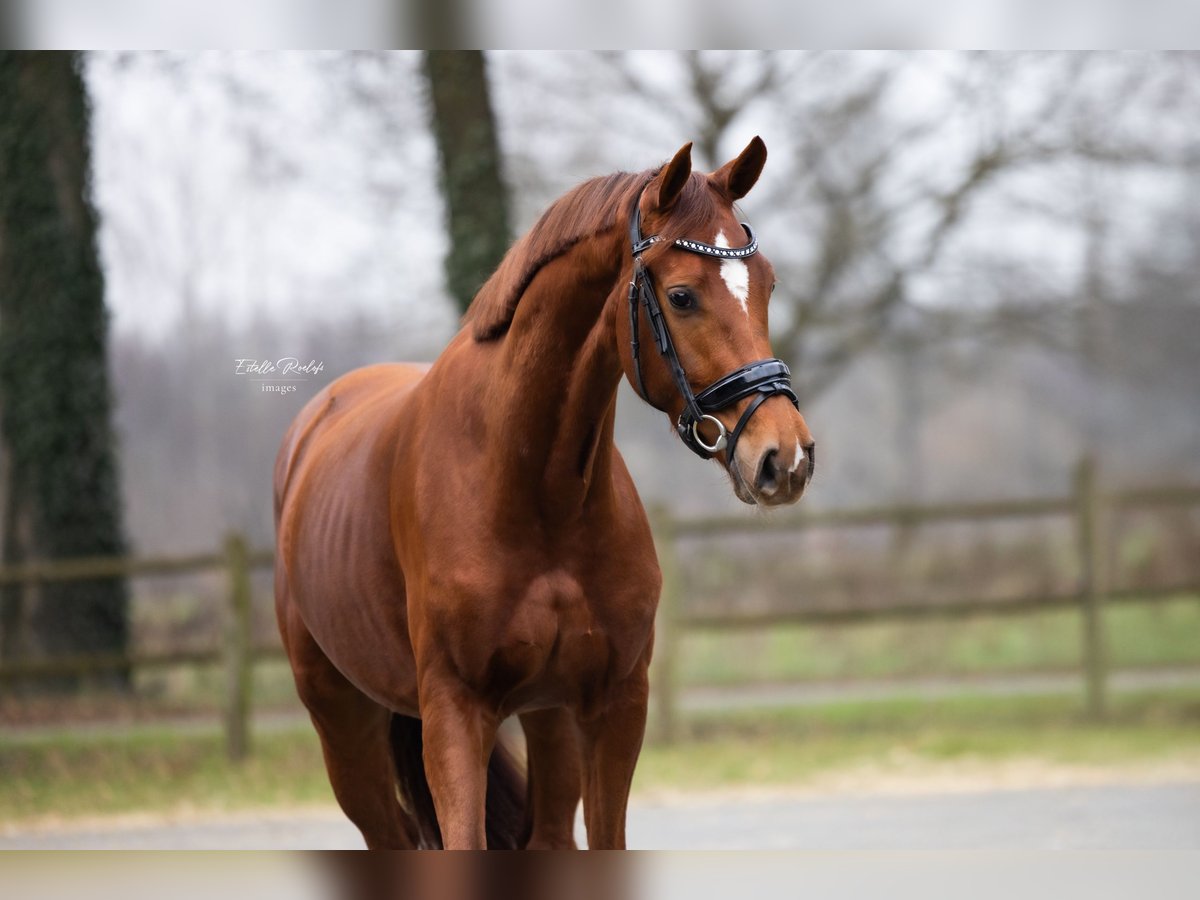 KWPN Jument 4 Ans 163 cm Alezan in Vorden