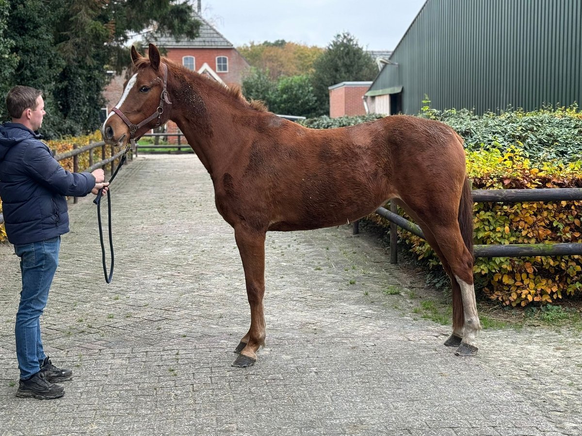 KWPN Jument 4 Ans 164 cm Alezan brûlé in Gieten