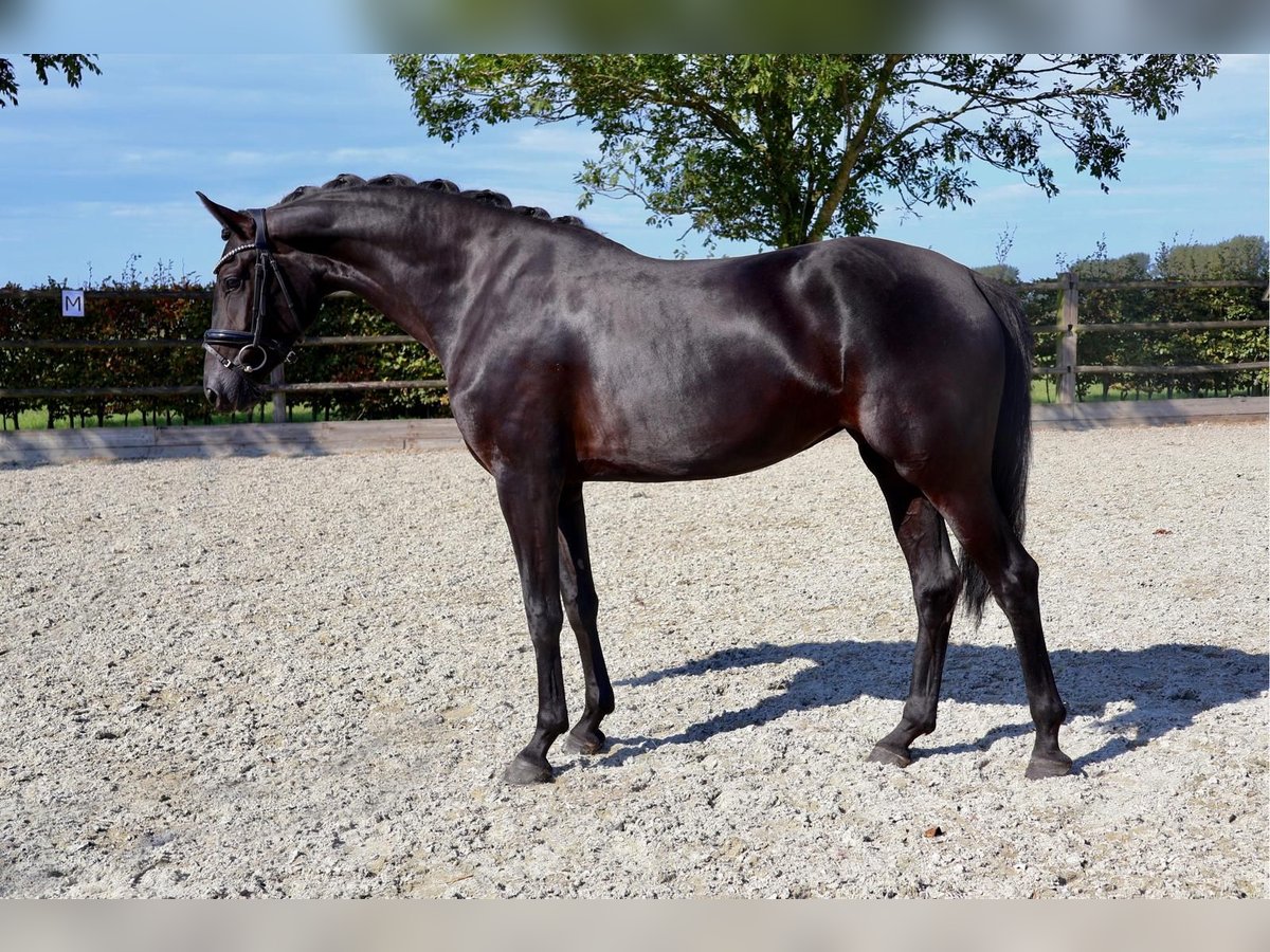 KWPN Jument 4 Ans 164 cm Noir in Oostrum-Venray