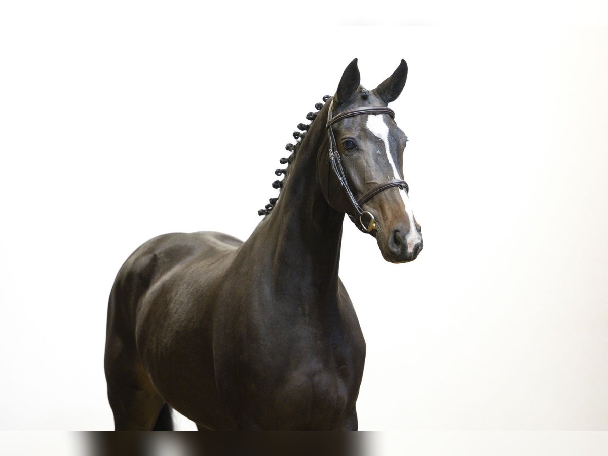 KWPN Jument 4 Ans 164 cm Noir in Waddinxveen