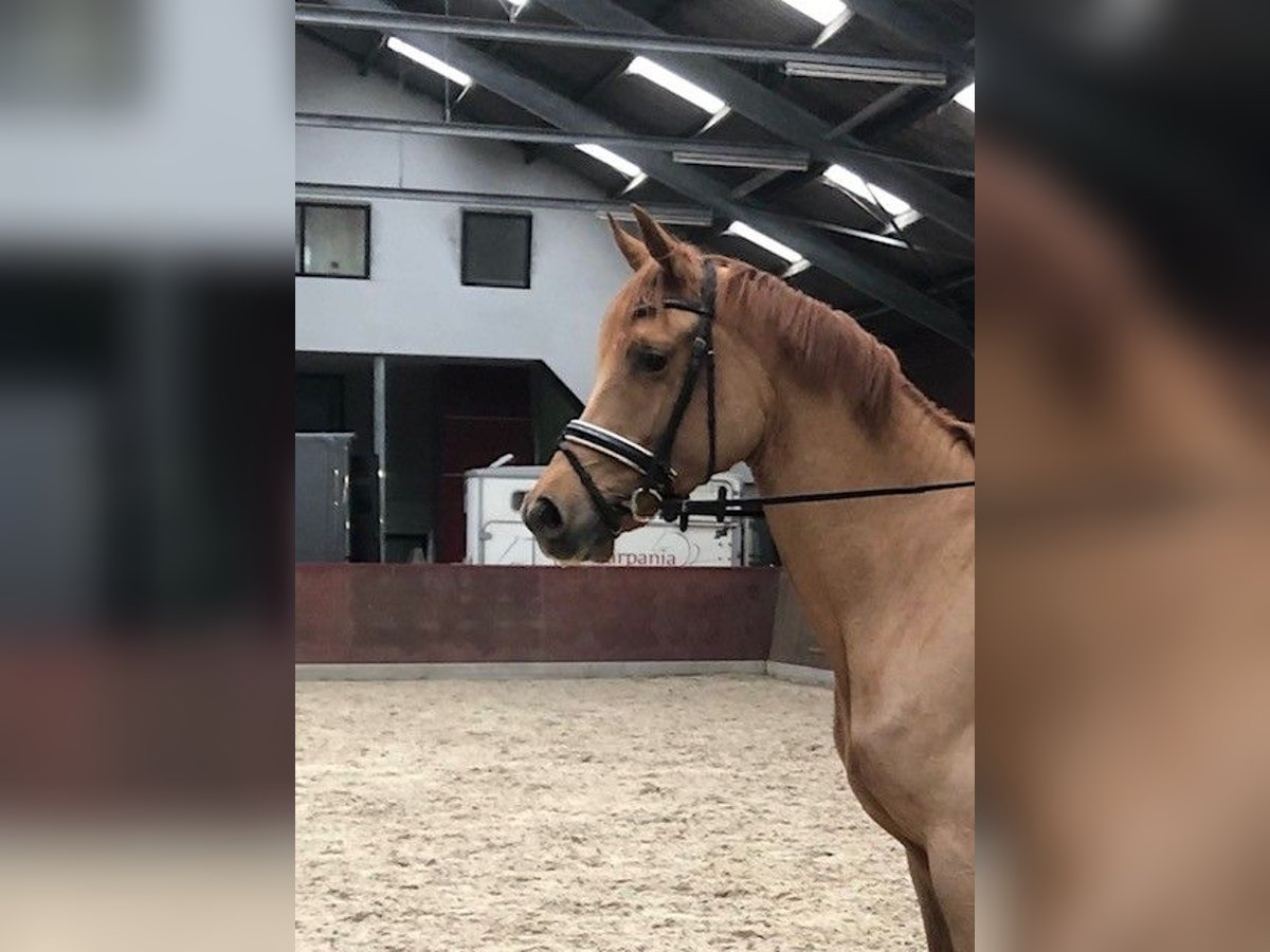 KWPN Jument 4 Ans 165 cm Alezan in Swifterbant