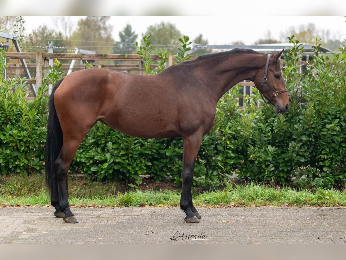 KWPN Jument 4 Ans 165 cm Bai in Bladel