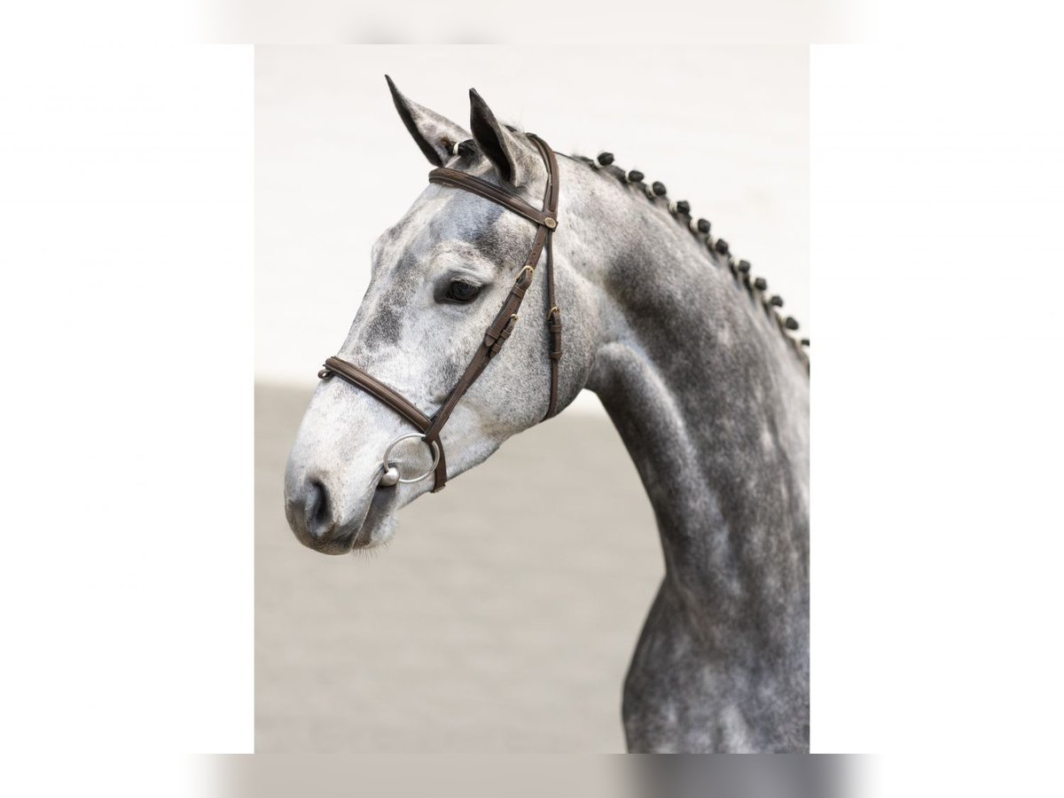 KWPN Jument 4 Ans 165 cm Gris in Heerde