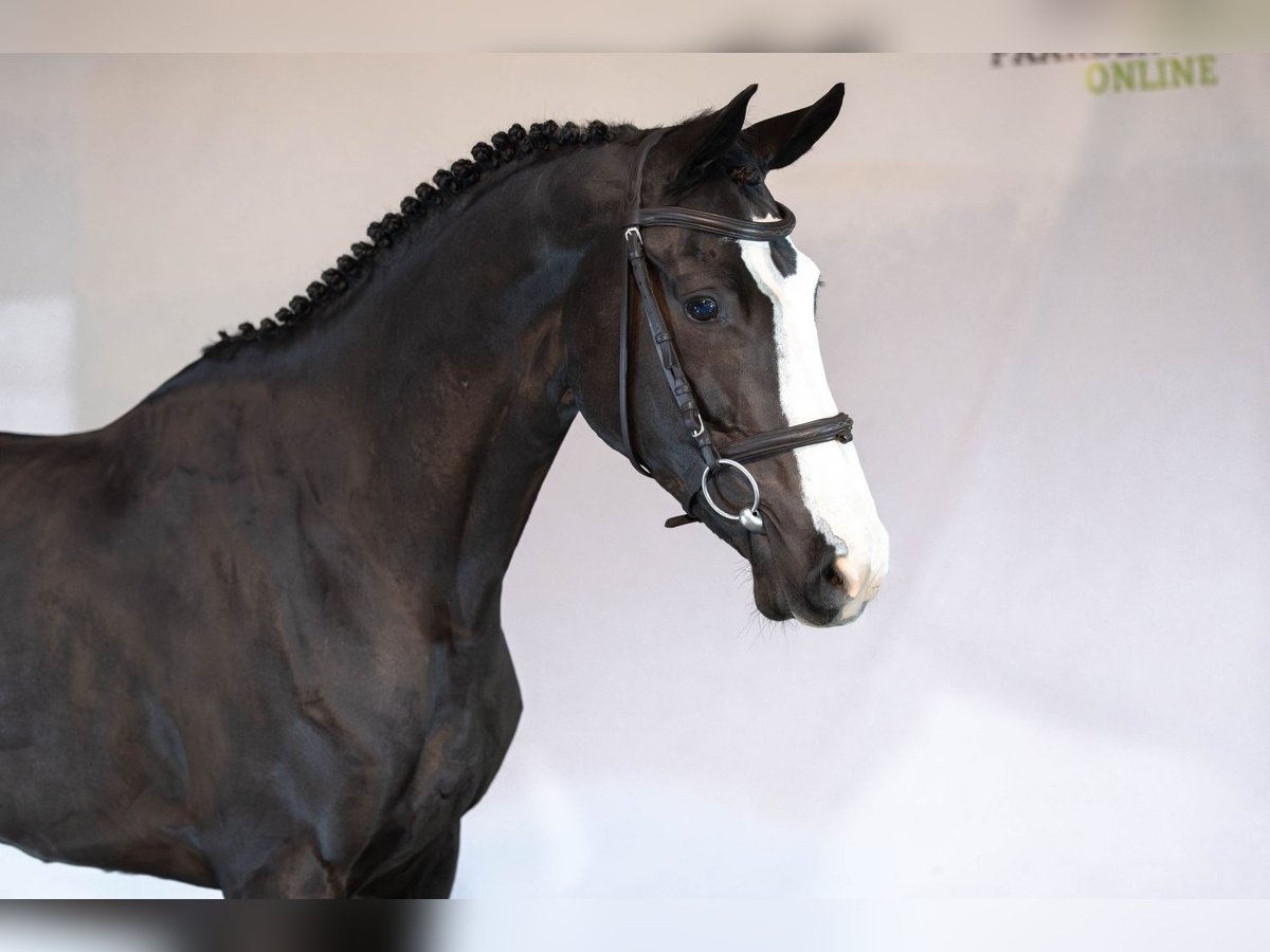 KWPN Jument 4 Ans 166 cm Bai brun in Heerde