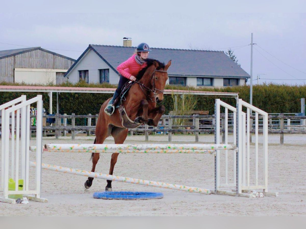 KWPN Jument 4 Ans 167 cm Bai in Nomain