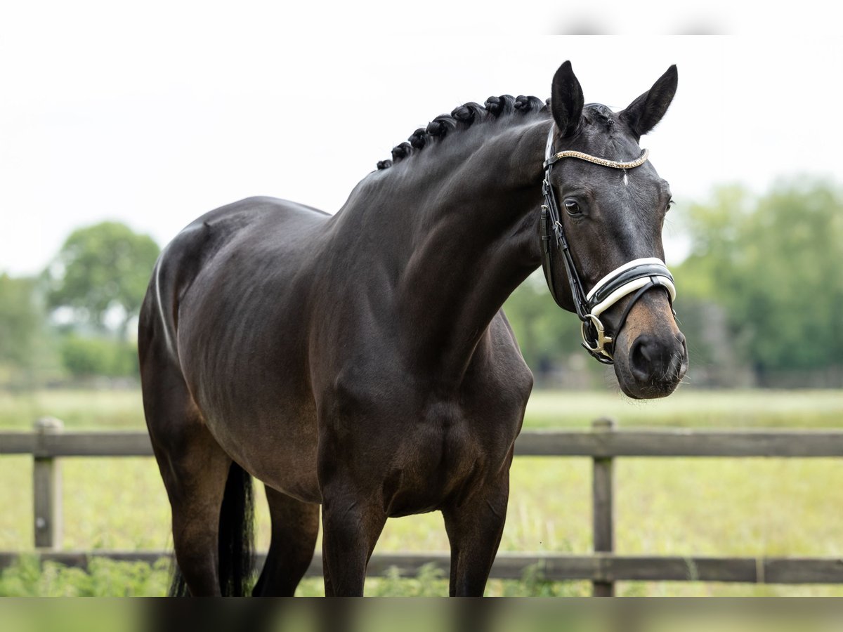 KWPN Jument 4 Ans 170 cm Bai brun in Heteren
