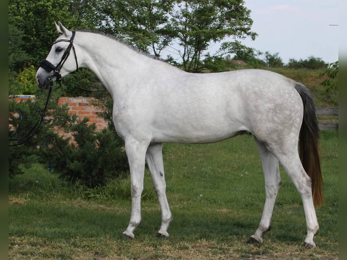 KWPN Jument 4 Ans 170 cm Blanc in B&#xE9;k&#xE9;sszentandr&#xE1;s