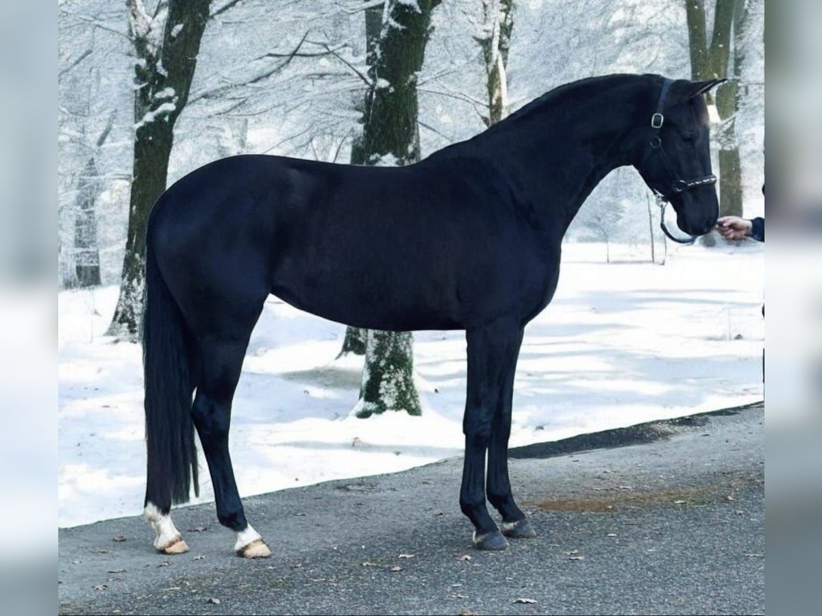 KWPN Jument 4 Ans 170 cm Noir in Murska Sobota