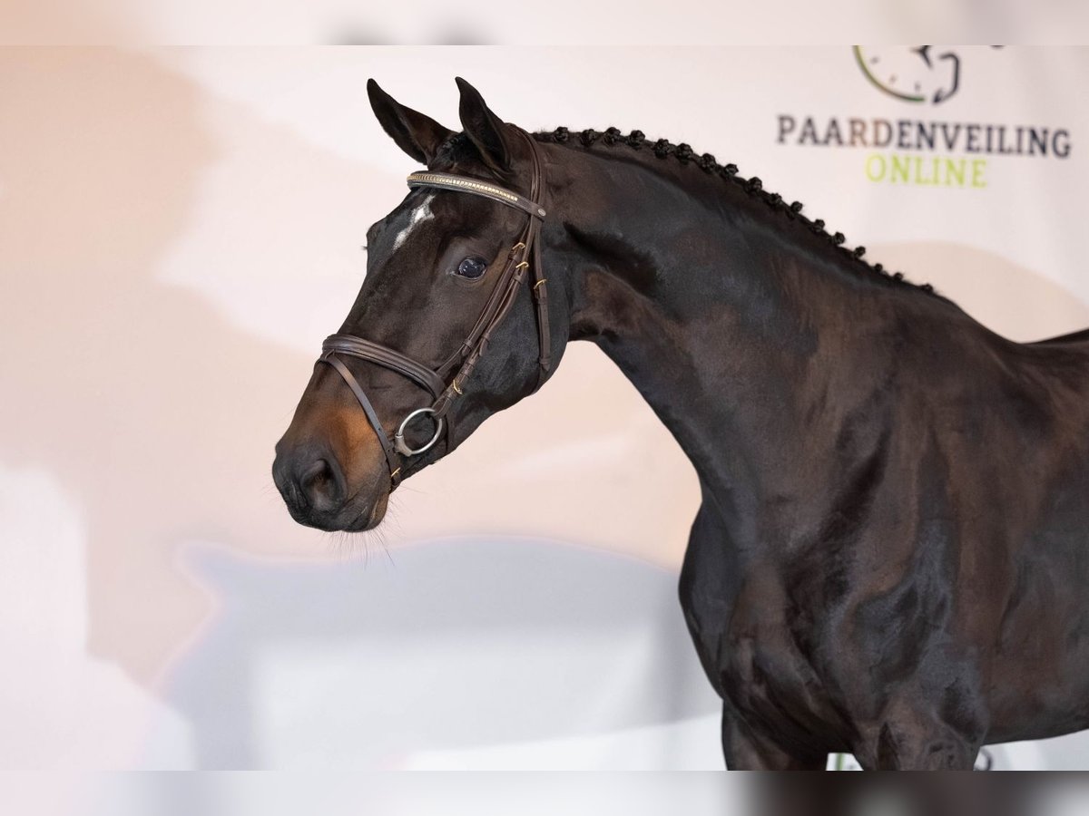 KWPN Jument 4 Ans 172 cm Bai brun in Heerde