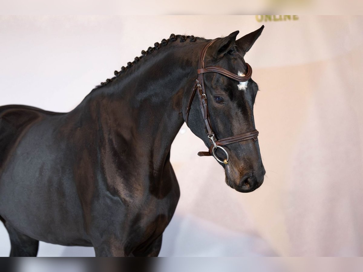 KWPN Jument 4 Ans Bai brun in Heerde