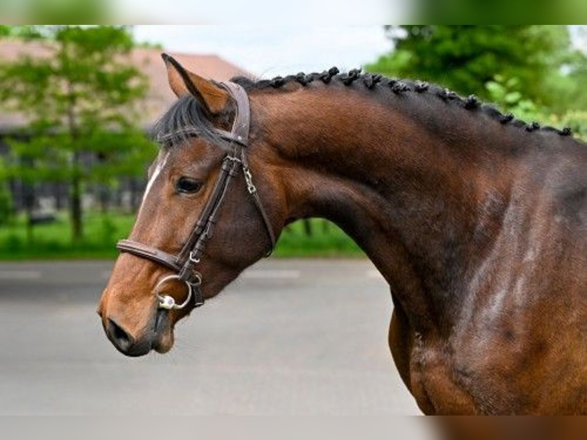 KWPN Jument 4 Ans in Heerde
