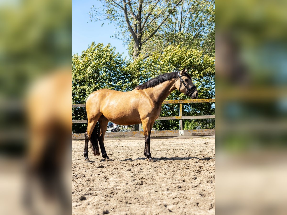 KWPN Jument 5 Ans 160 cm Isabelle in Sm