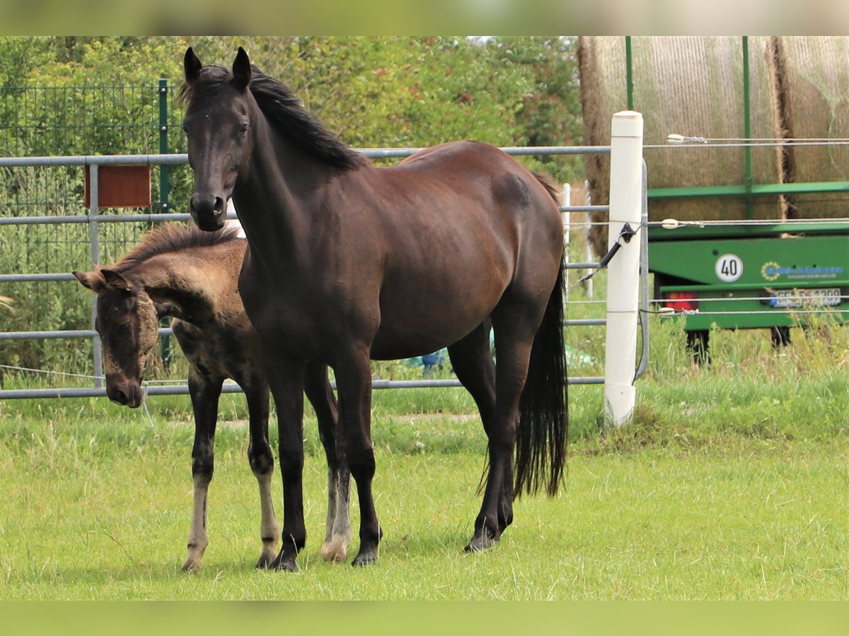 KWPN Jument 5 Ans 160 cm Noir in Hankensbüttel