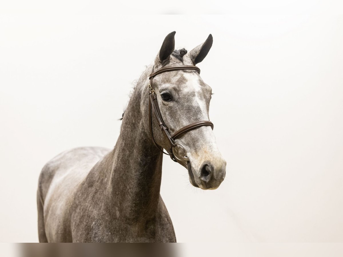 KWPN Jument 5 Ans 162 cm Gris pommelé in Waddinxveen