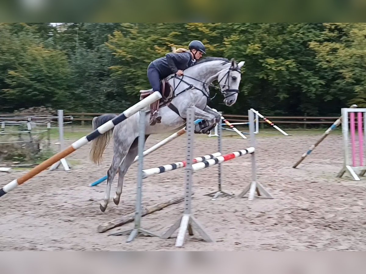 KWPN Jument 5 Ans 163 cm Gris in Braunschweig