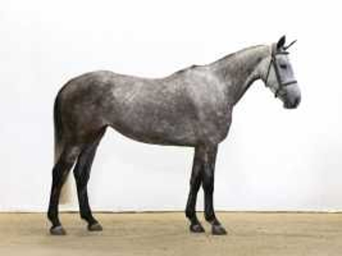 KWPN Jument 5 Ans 164 cm Gris in Waddinxveen