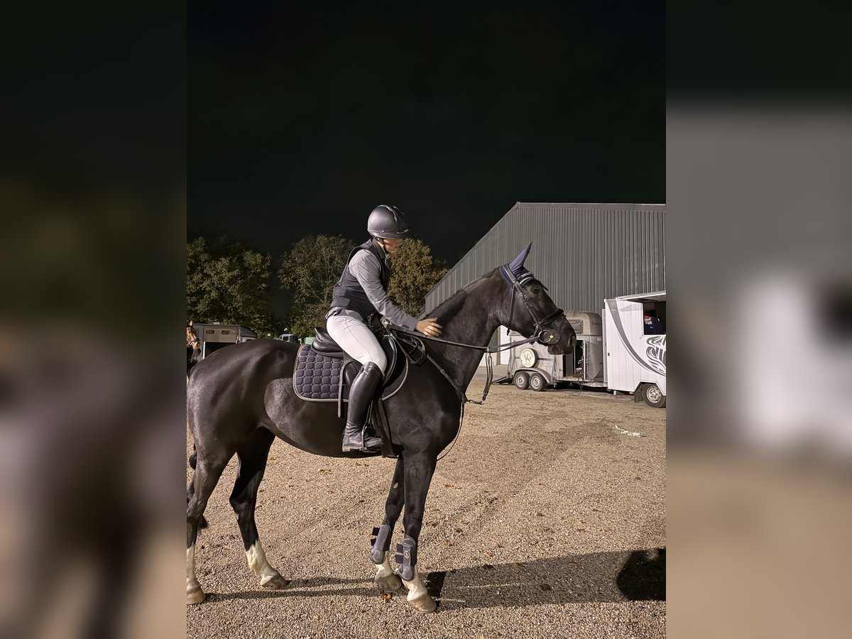 KWPN Jument 5 Ans 164 cm Noir in Margraten