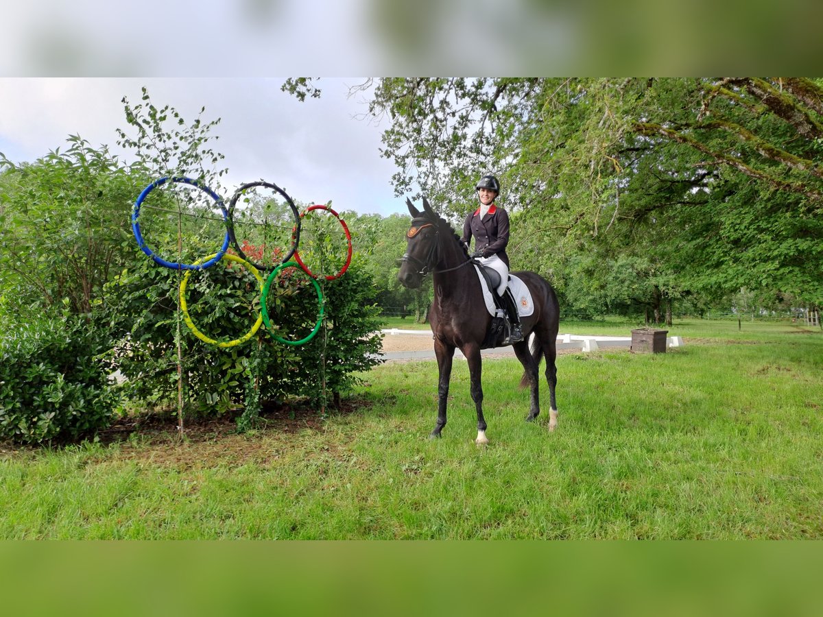 KWPN Jument 5 Ans 166 cm Noir in Missècle