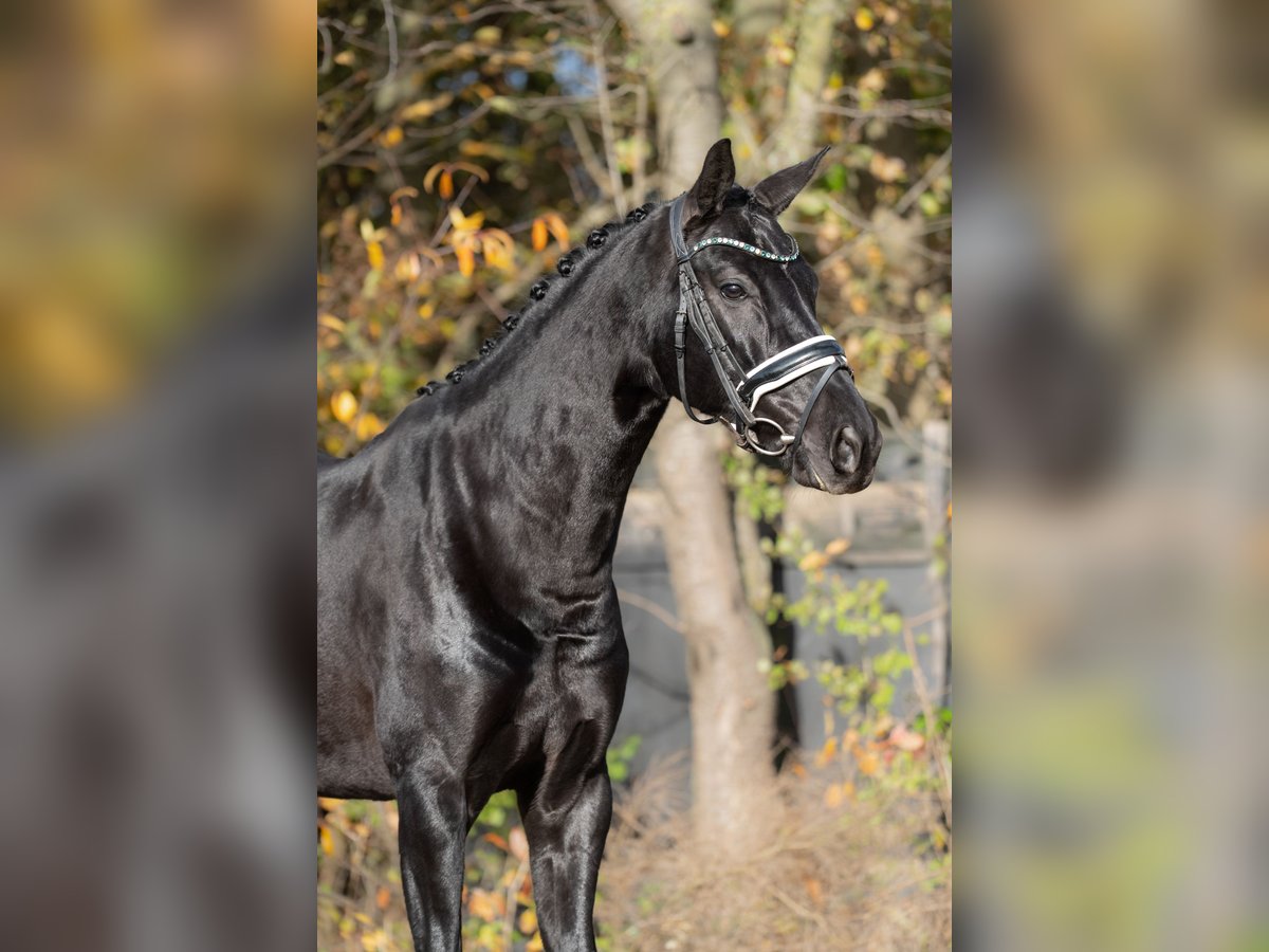 KWPN Jument 5 Ans 166 cm Noir in Oosterhout