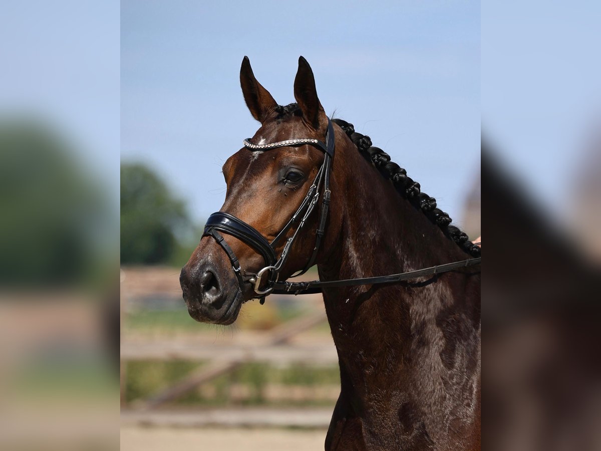 KWPN Jument 5 Ans 167 cm Bai brun in Volkel