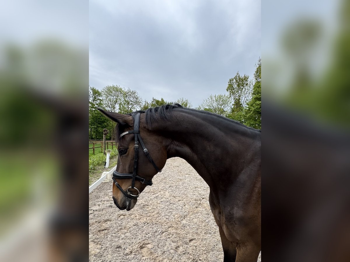KWPN Jument 5 Ans 167 cm Bai in Susteren