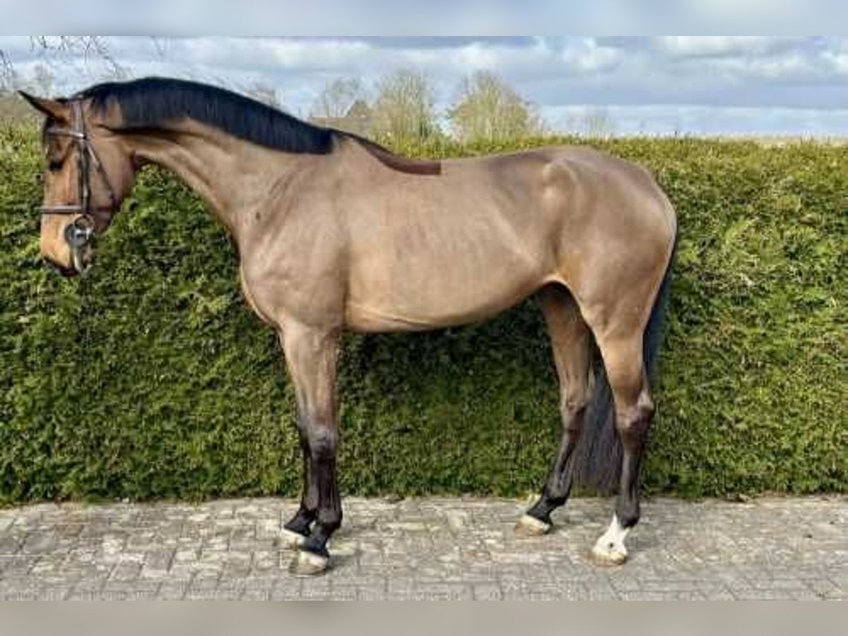 KWPN Jument 5 Ans 168 cm Bai cerise in Bladel