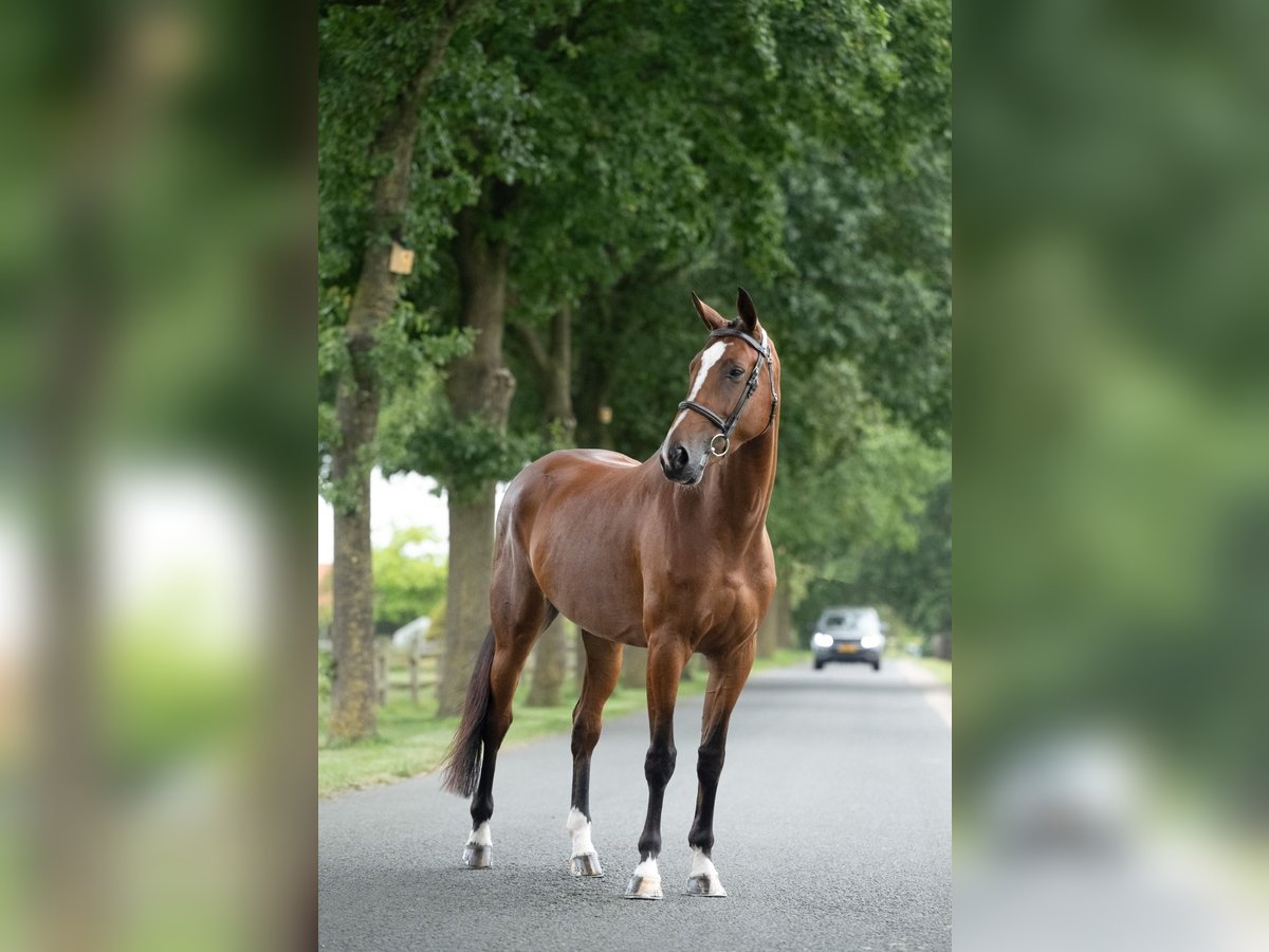 KWPN Jument 5 Ans 169 cm Bai in Saumur