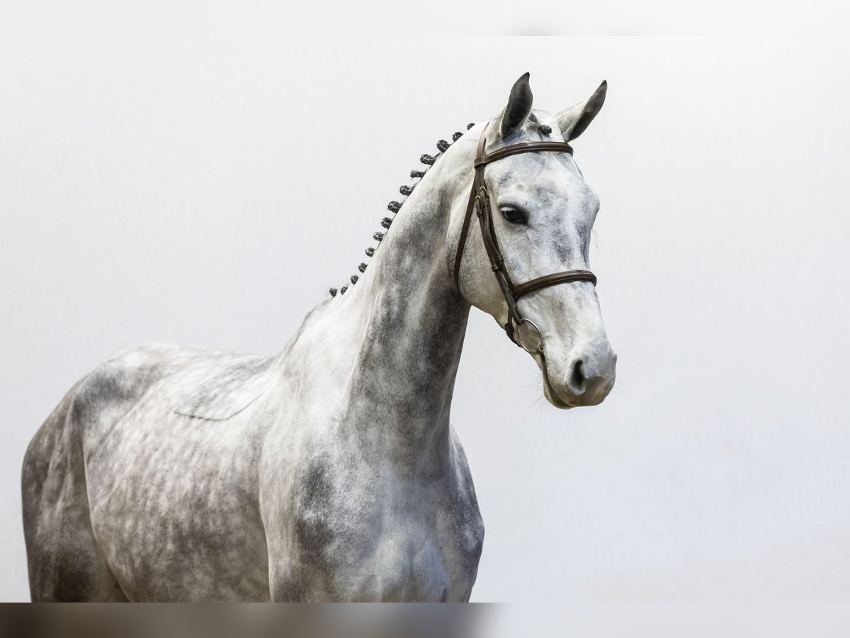 KWPN Jument 5 Ans 170 cm Gris in Waddinxveen