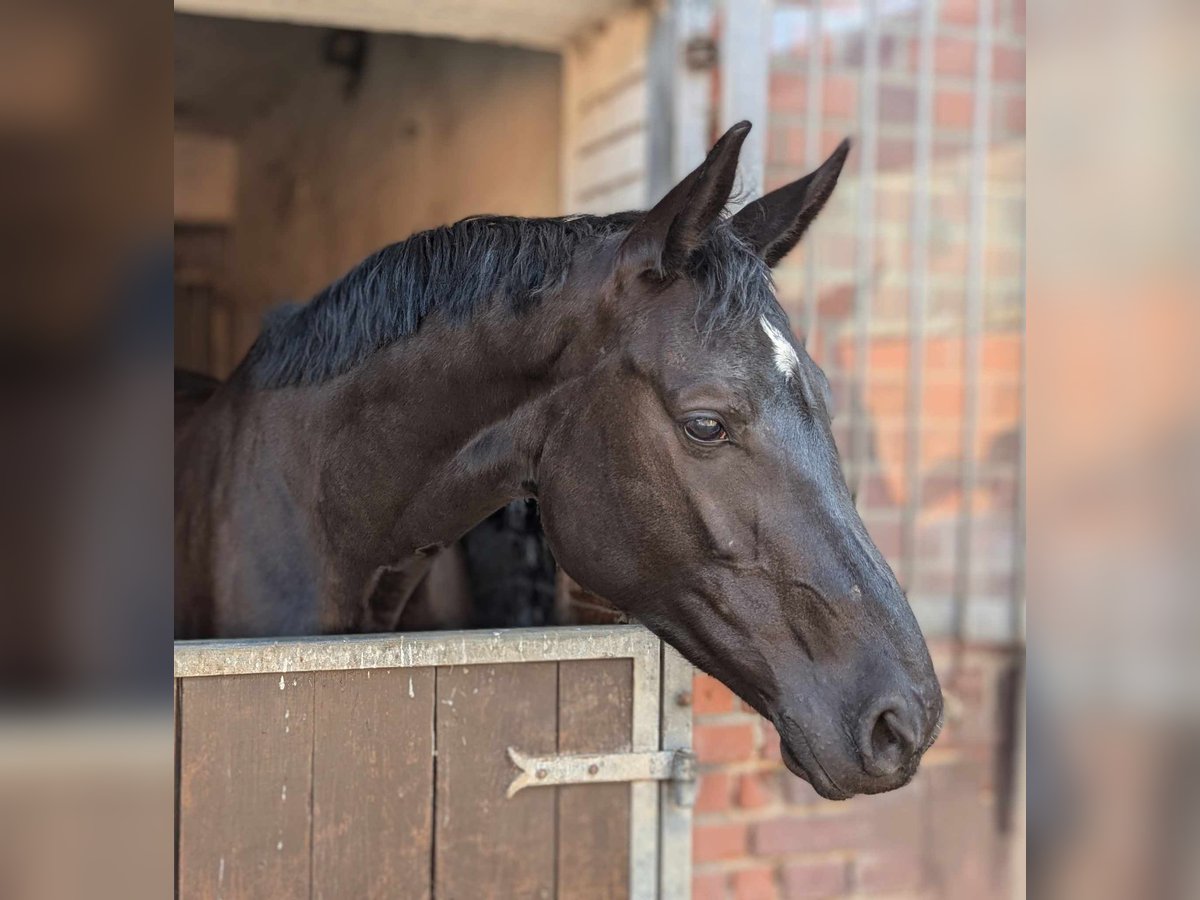 KWPN Jument 5 Ans 170 cm Noir in Borken