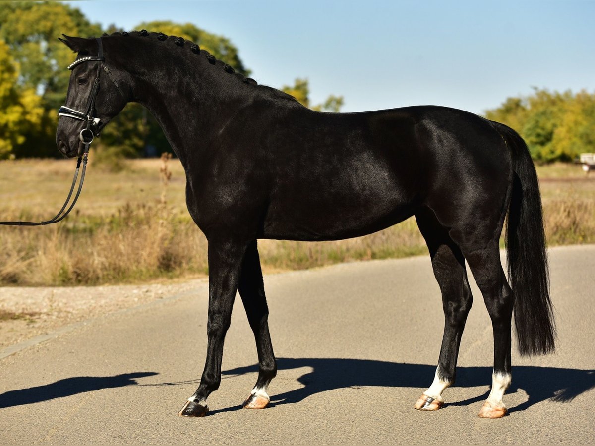 KWPN Jument 5 Ans 171 cm Noir in Csabacs&#x171;d