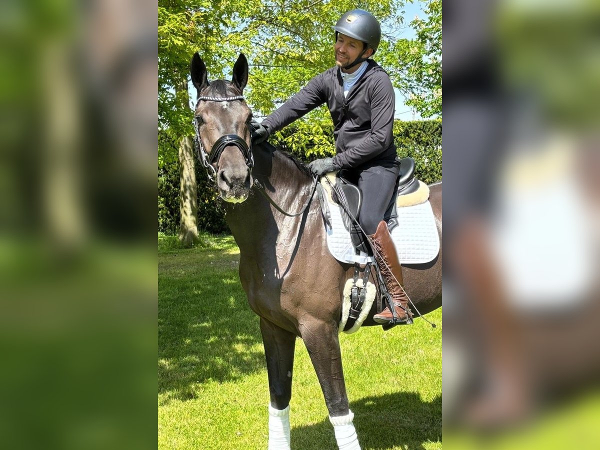 KWPN Jument 5 Ans 172 cm Bai brun foncé in &#x15A;liwniki