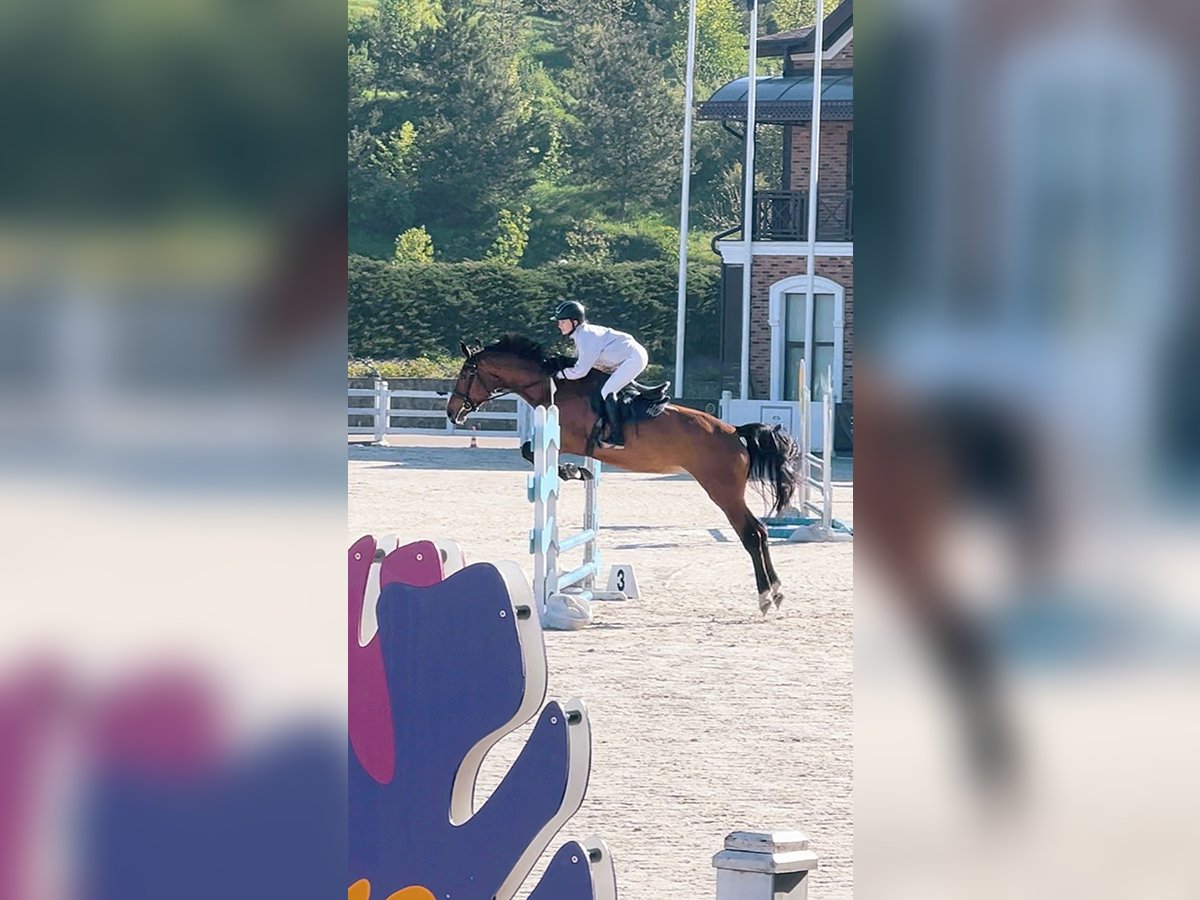 KWPN Jument 5 Ans 172 cm Bai cerise in Lviv