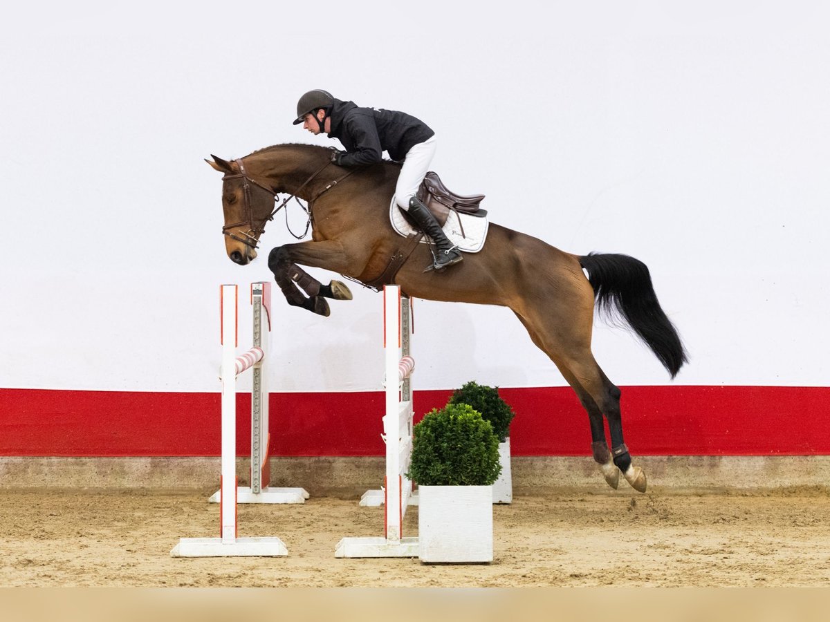 KWPN Jument 5 Ans 172 cm Bai in Waddinxveen