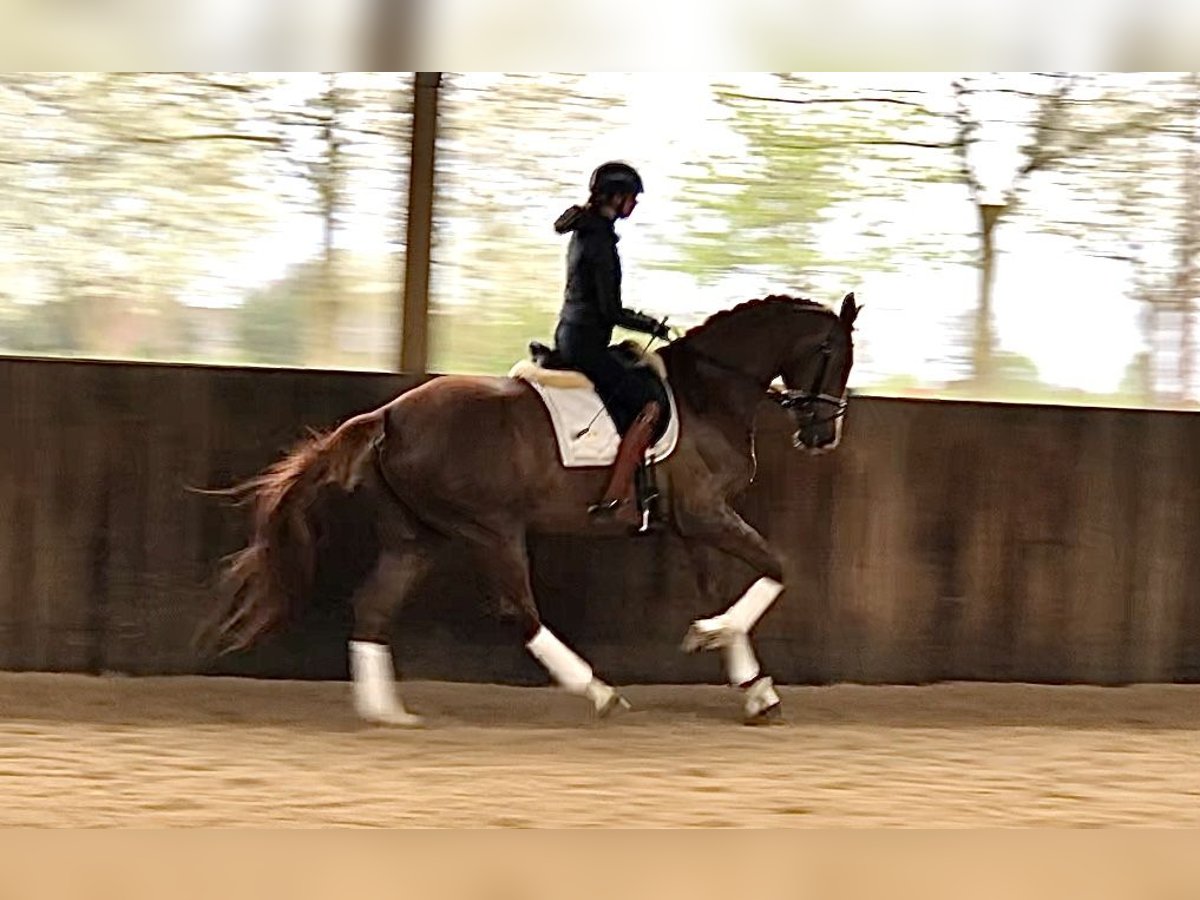 KWPN Jument 5 Ans 175 cm Alezan in Neeritter