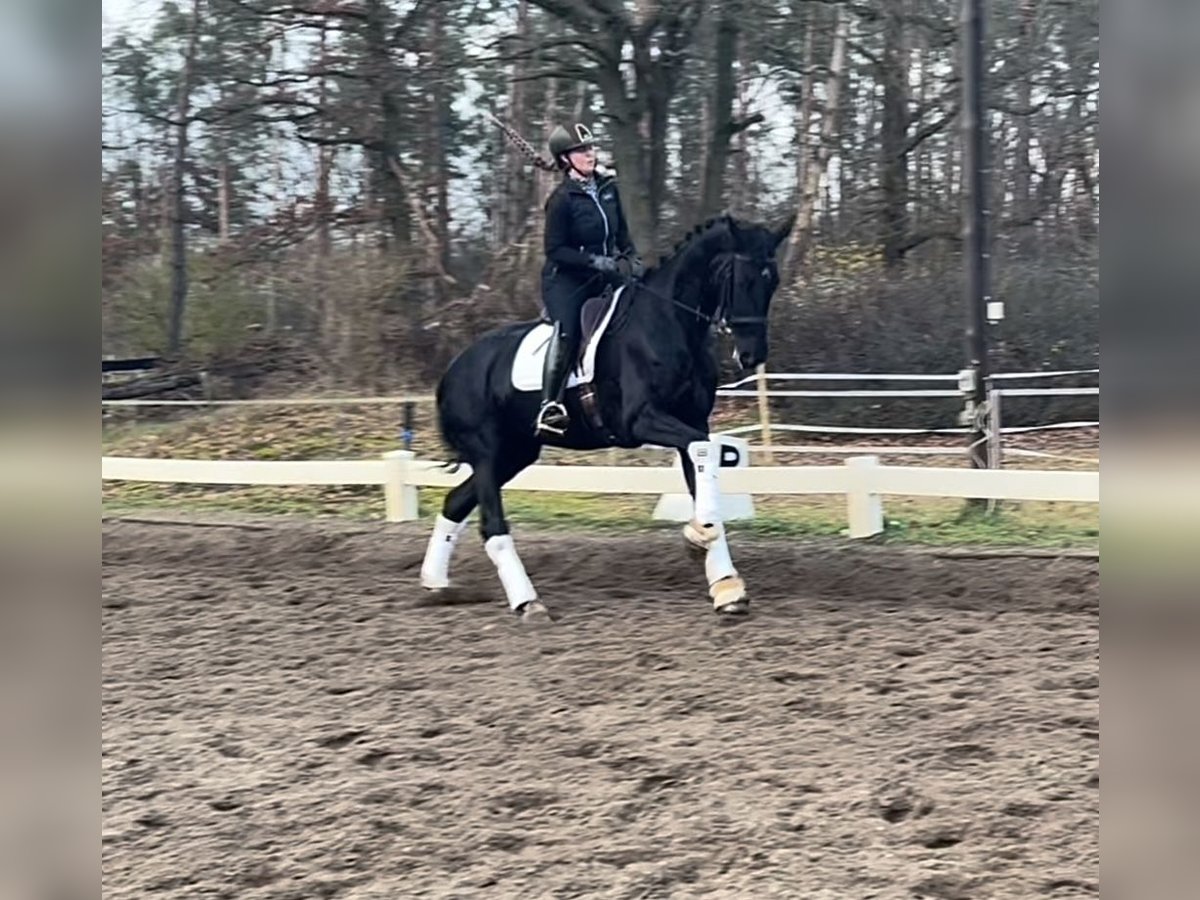 KWPN Jument 5 Ans 175 cm Noir in Berlin