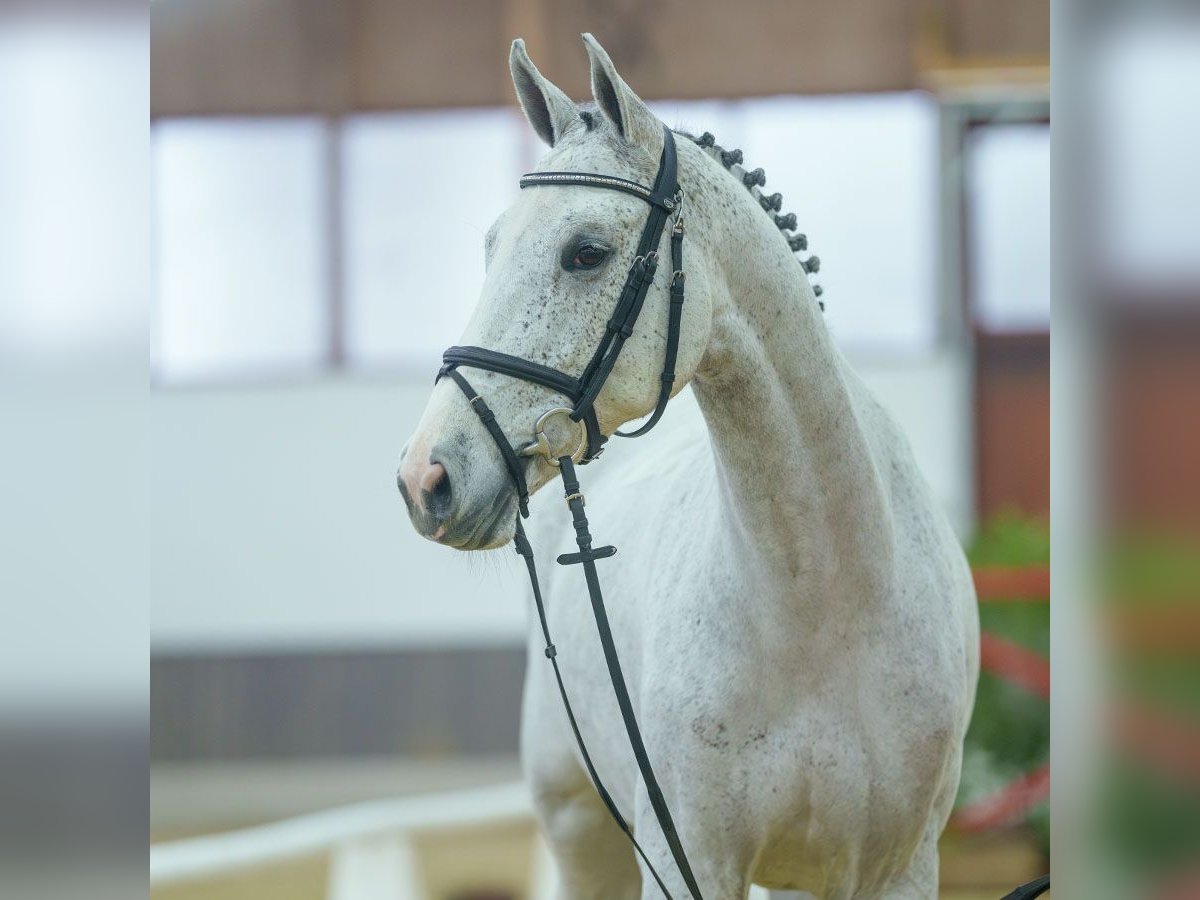 KWPN Jument 5 Ans Gris in Mnster-Handorf